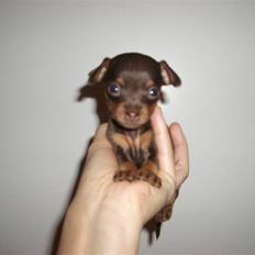 Prazsky krysarik Tiny