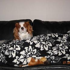 Cavalier king charles spaniel baloo