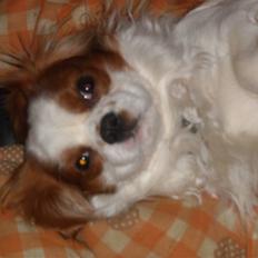 Cavalier king charles spaniel baloo