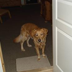 Golden retriever Paw
