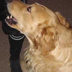 Golden retriever Paw