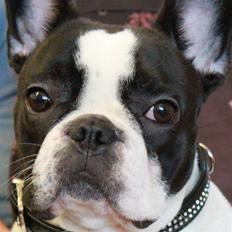 Fransk bulldog Lulu