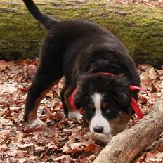 Berner sennenhund Bertha