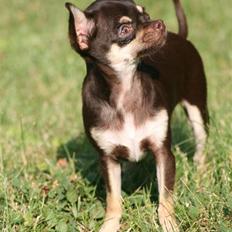 Chihuahua Gimmie From Sweetie DKK