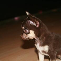 Chihuahua Gimmie From Sweetie DKK