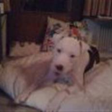 Amerikansk bulldog King 28/06/2009