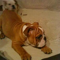 Engelsk bulldog Shrek