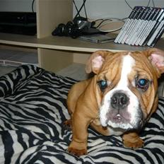 Engelsk bulldog Shrek