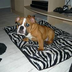 Engelsk bulldog Shrek