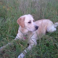 Golden retriever Aya