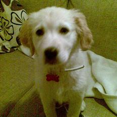 Golden retriever Aya