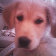 Golden retriever Aya