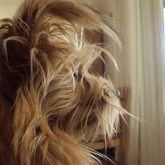 Blanding af racer Sassi