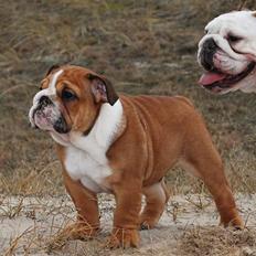 Engelsk bulldog  Asger