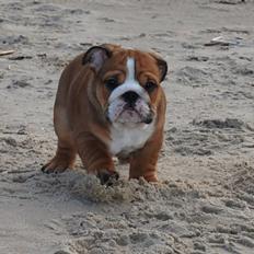 Engelsk bulldog  Asger