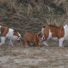 Engelsk bulldog  Asger