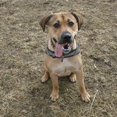 Blanding af racer Kahloua