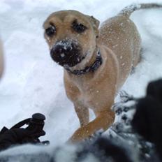 Blanding af racer Kahloua