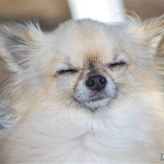 Chihuahua Minimo Perro's Cotilleo