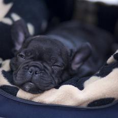 Fransk bulldog Leibølls Esoterique Emmet