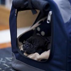 Fransk bulldog Leibølls Esoterique Emmet