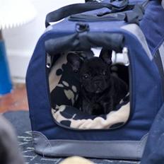 Fransk bulldog Leibølls Esoterique Emmet