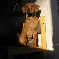 Rhodesian ridgeback Berko