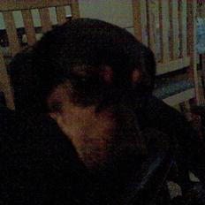 Blanding af racer Perle