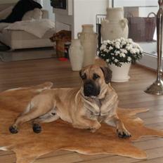 Boerboel Junior(Juny)