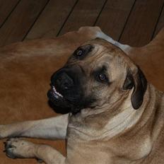Boerboel Junior(Juny)