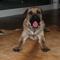 Boerboel Junior(Juny)