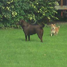 Labrador retriever Fie