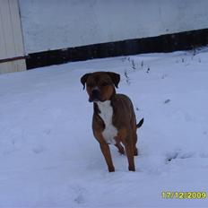 Blanding af racer Balou - .R.I.P