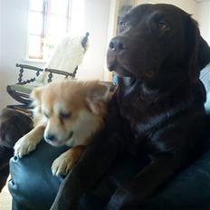 Labrador retriever Fie