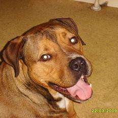 Blanding af racer Balou - .R.I.P