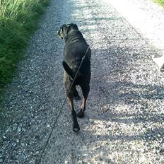 Labrador retriever Mikkel - R.I.P | SAVNET |