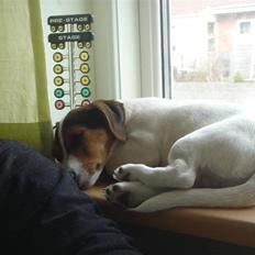 Jack russell terrier Ronaldo