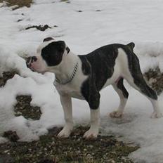 Olde english bulldogge tyson