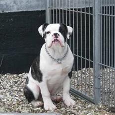 Olde english bulldogge tyson