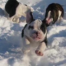 Olde english bulldogge tyson