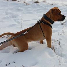 Amerikansk staffordshire terrier Aslan