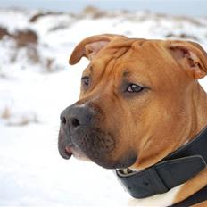 Amerikansk staffordshire terrier Aslan
