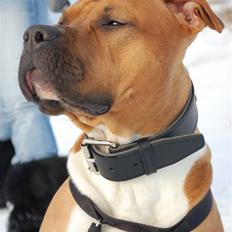 Amerikansk staffordshire terrier Aslan