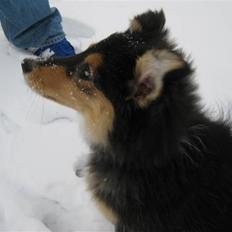 Shetland sheepdog Ida