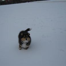 Shetland sheepdog Ida