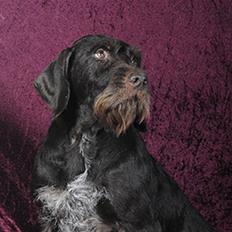 Ruhåret hønsehund Bess - død 2013