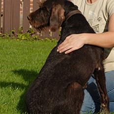 Ruhåret hønsehund Bess - død 2013