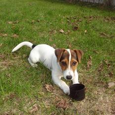 Jack russell terrier Ronaldo