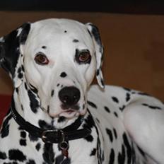 Dalmatiner Freja