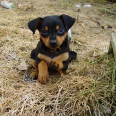 Prazsky krysarik Eta